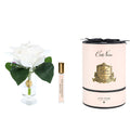 Côte Noire Pink Blush Charente Rose in fluted vase presented in gold and pink box