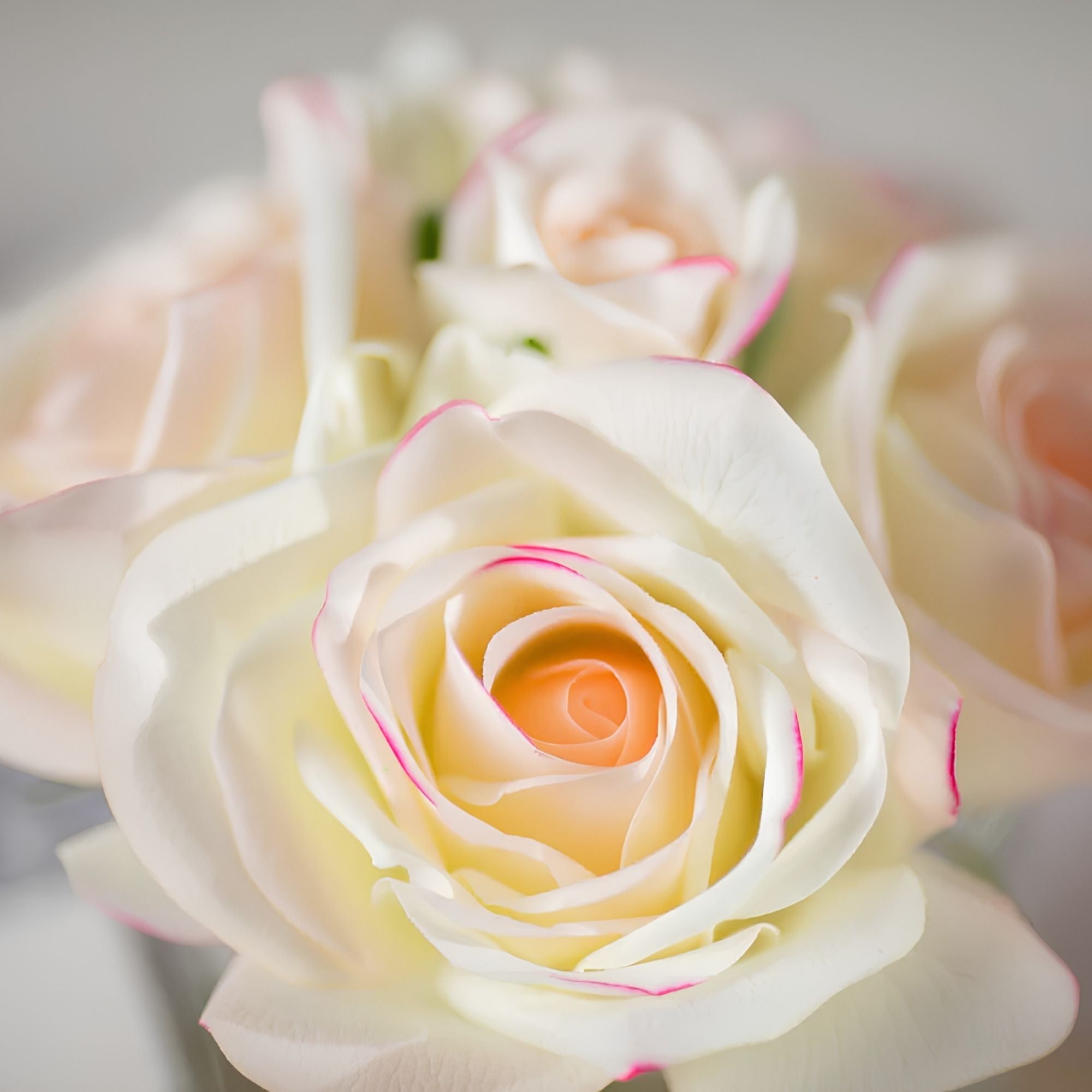 Close-up of Côte Noire Pink Blush Five Roses petals in gel with silver crest detail