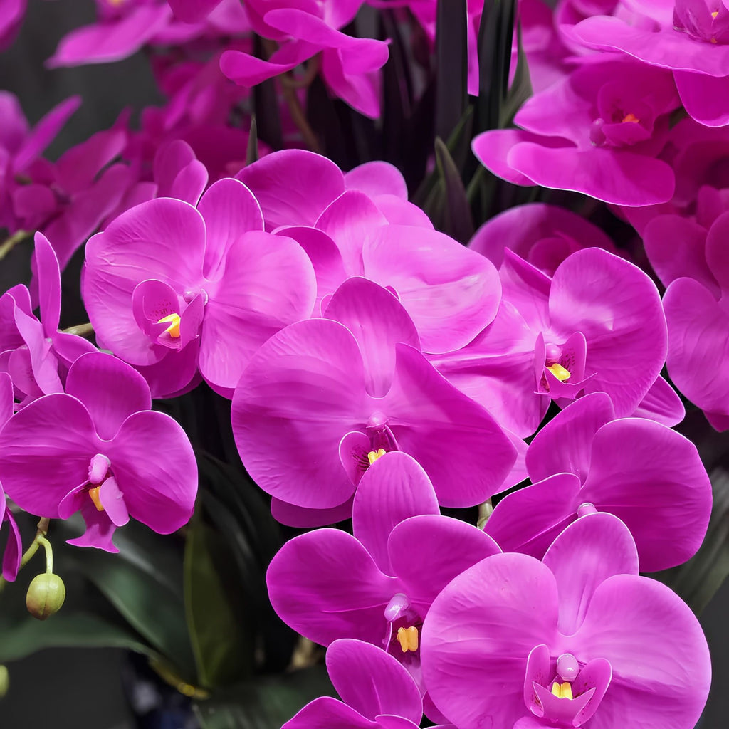 Close-up of Côte Noire Purple Orchid petals in gel